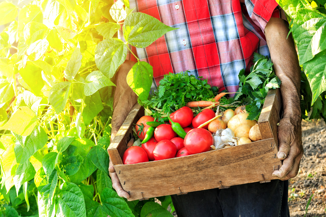 Farmer Picking Vegetables