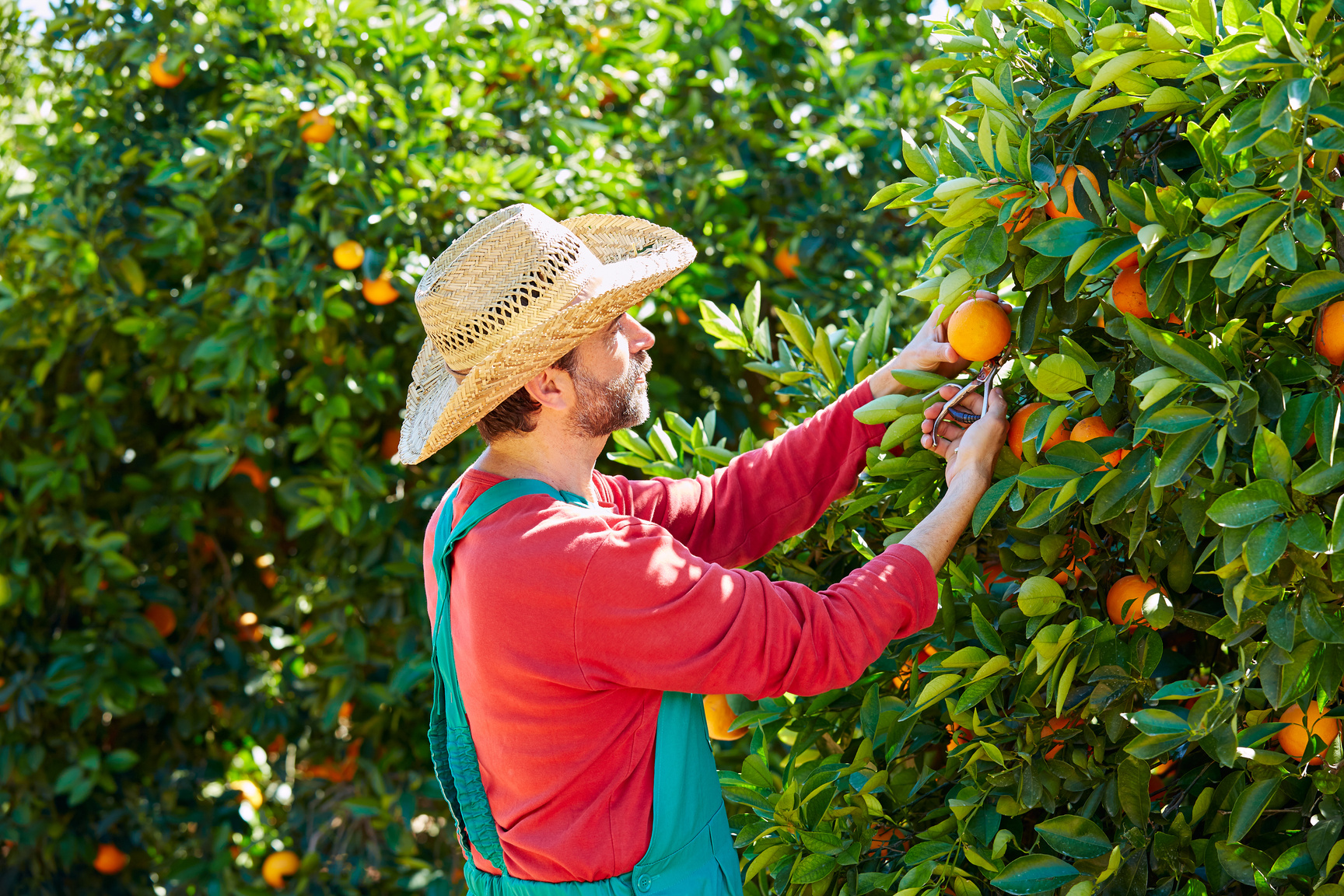Farmer Man Harvesting Oranges 