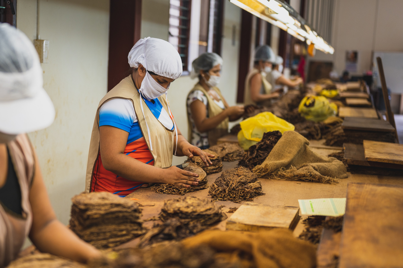 Unrecognizable factory employees in uniforms making cigars
