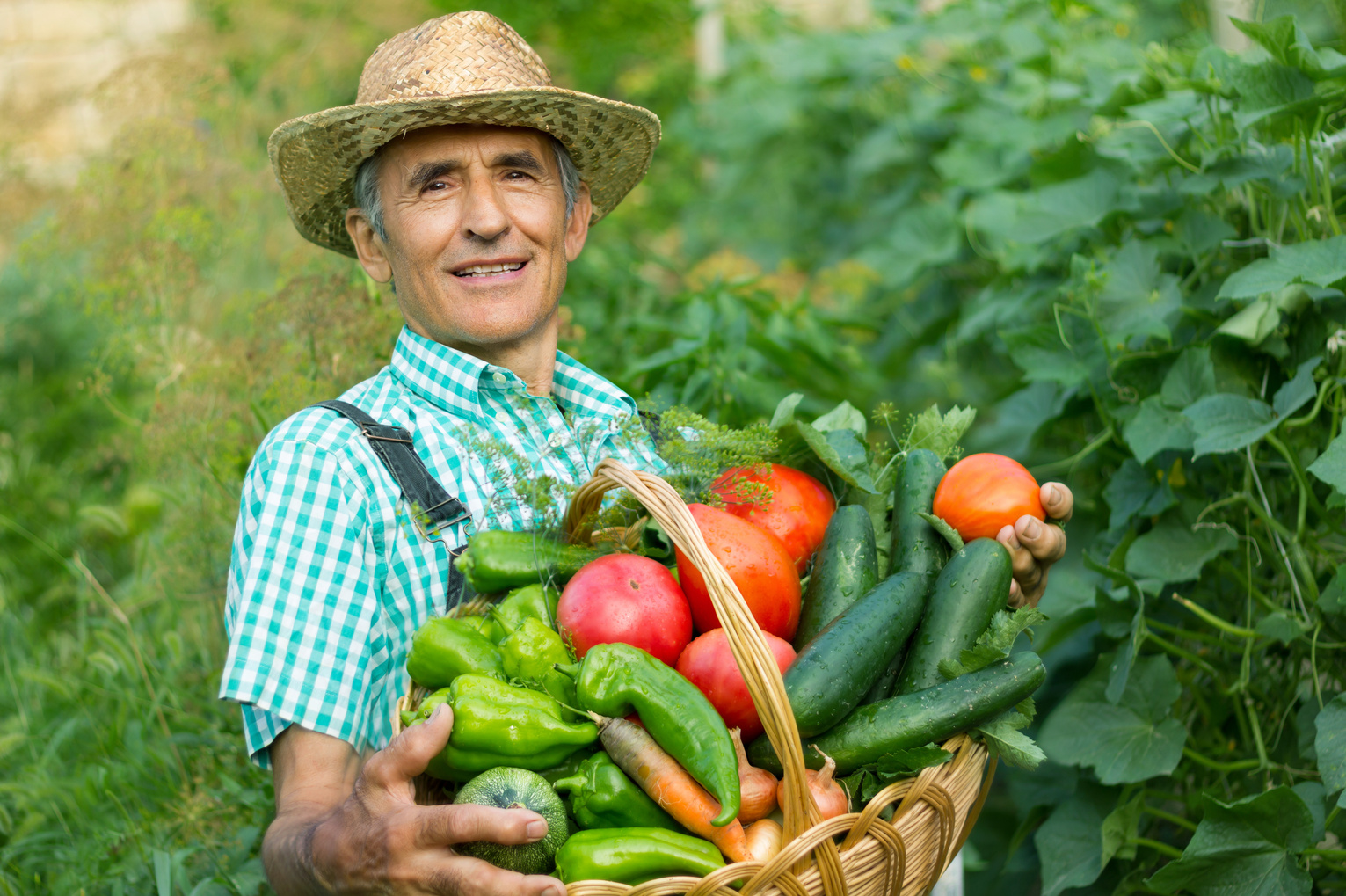 Farmer Picking Vegetables